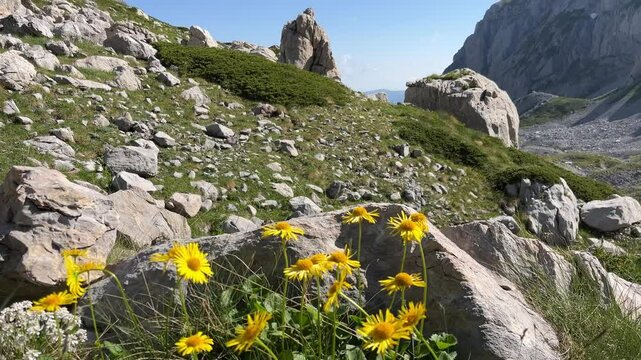 Yellow flowers of Arnica montana sway in the wind on a rocky mountainside surrounded by mountains and rock debris