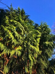 Tall green coniferous trees against a bright blue sky