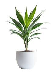 Fototapeta premium PNG Dracaena plant background white.