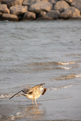 goéland sur le bord de mer, en gros plan