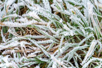 Frosted grass