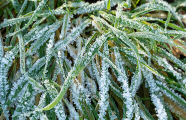 Frosted grass