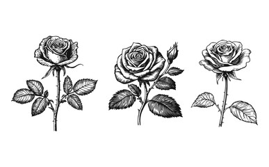 Roses Silhouette isolated on white background. Modern minimalist design for logo, tattoo, wall art, poster, packaging, stickers. Black ink sketch.
