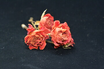 old red roses on black background