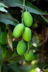 Some green mangoes are growing and hanging on a tree in the district of Tangail, Bangladesh.