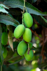 Some green mangoes are growing and hanging on a tree in the district of Tangail, Bangladesh.