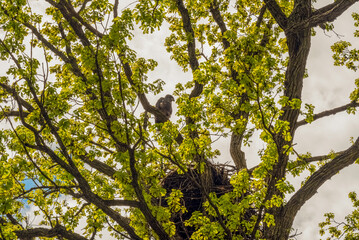 Bald Eaglet Perched On A Tree Branch Near Its Nest In Spring In Wisconsin