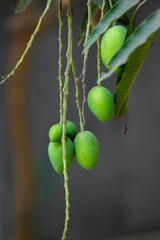 Some green mangoes are growing and hanging on a tree in the district of Tangail, Bangladesh.