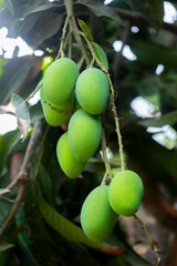 Some green mangoes are growing and hanging on a tree in the district of Tangail, Bangladesh.