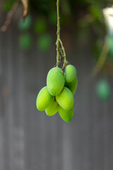 Some green mangoes are growing and hanging on a tree in the district of Tangail, Bangladesh.