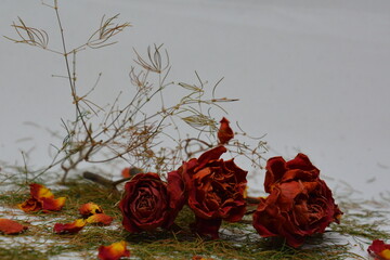 red rose in the garden