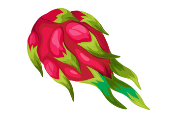 Dragon fruit vector illustration. Watercolor Dragon. summer tropical fruits.
