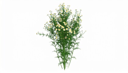 Fototapeta premium 3D rendering. chamomile on a white background