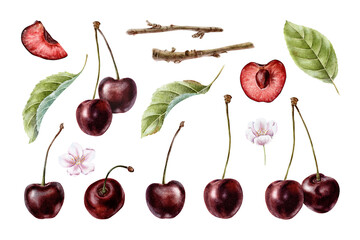 Set of Sweet Cherry fruits, slices, flowers, branches, leaves. Isolated collection watercolor illustrations of Red cherry berries. Clip art for menu, packaging of goods, cosmetic, textile, card