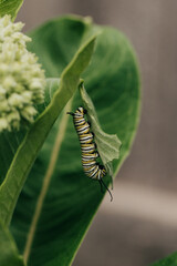 Close-up of a Monarch Caterpillar hanging vertically from a Milkweed leaf
