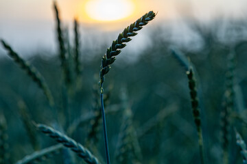 Wheat fields, green meadows, chamomile meadows in the Swiss Lowlands