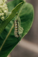 Close-up of a Monarch Caterpillar hanging vertically from a Milkweed leaf