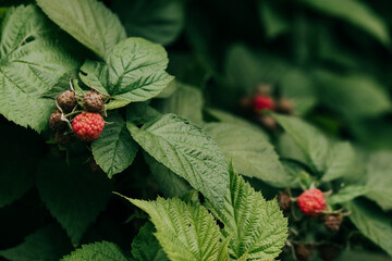 Wide shot of ripening raspberries in backyard garden on a humid summer morning in June