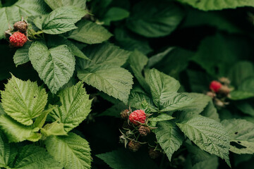 Wide shot of ripening raspberries in backyard garden on a humid summer morning in June