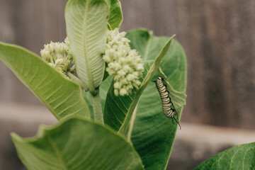 Close-up of a Monarch Caterpillar hanging vertically from a Milkweed leaf