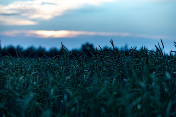 Wheat fields, green meadows, chamomile meadows in the Swiss Lowlands