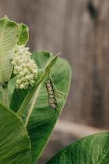 Close-up of a Monarch Caterpillar hanging vertically from a Milkweed leaf
