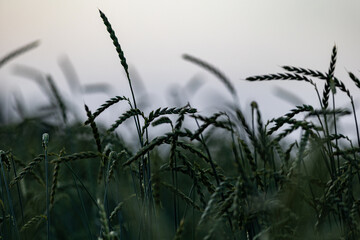 Wheat fields, green meadows, chamomile meadows in the Swiss Lowlands