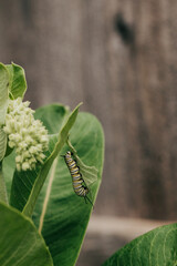 Close-up of a Monarch Caterpillar hanging vertically from a Milkweed leaf