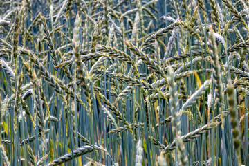 Wheat fields, green meadows, chamomile meadows in the Swiss Lowlands