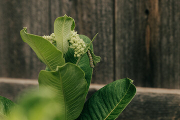 Wide shot of a Monarch Caterpillar hanging vertically from a Milkweed leaf