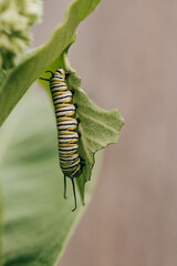 Close-up of a Monarch Caterpillar hanging vertically from a Milkweed leaf
