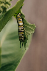 Close-up of a Monarch Caterpillar hanging vertically from a Milkweed leaf
