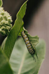 Close-up of a Monarch Caterpillar hanging vertically from a Milkweed leaf
