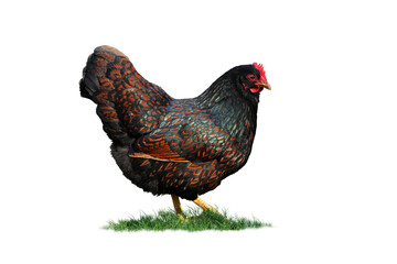Huhn 2