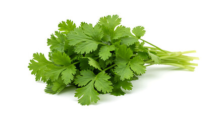 Coriander Leaf Bunch Spread on White