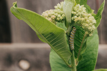 Caterpillar on a milkweed plant in a backyard garden in South Dakota on a Spring day