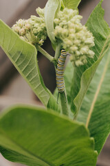 Caterpillar on a milkweed plant in a backyard garden in South Dakota on a Spring day
