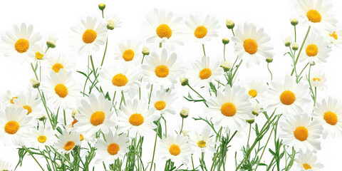 White daisy flower field illustration on transparent background
