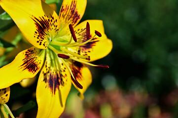 beautiful isolated yellow tiger lily edition oriental adorned with brown and red spots. Lilium...