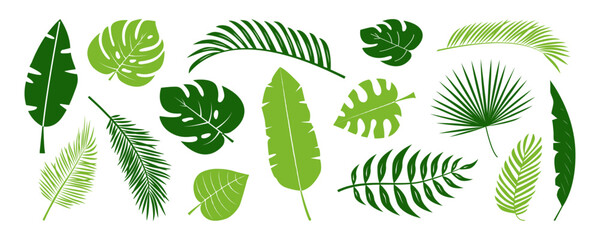 Green palm leaf plant, tropic flower, cartoon jungle, exotic coconut leaves, summer banana fern, monstera leaf collection. Rainforest paradise foliage. Hawaii floral on white bg. Vector illustration