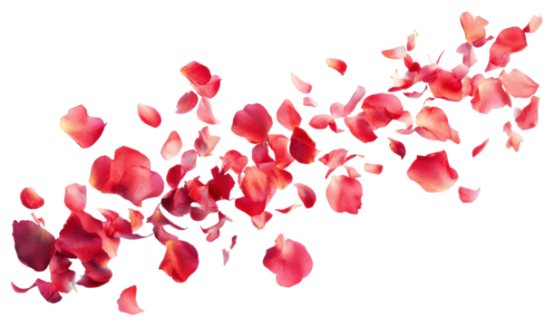 PNG Multiple red flower petals scattered white arrangement.