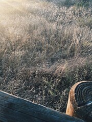 Beautiful abstract grass texture on sunset with reflections and rays of sun. Film effect. Vertical...