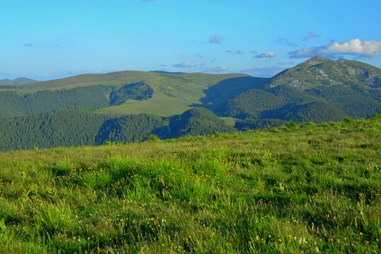 Richness of cattle pastures at 2000 m altitude in the Bucegi area in early summer in the Carpathian Mountains