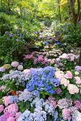 長谷寺・奈良・あじさい回廊