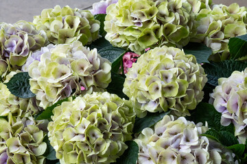 紫陽花
