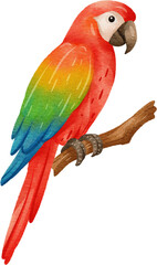 watercolor macaw parrot bird
