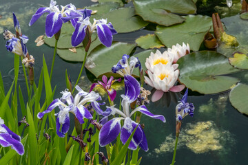 An ornamental pond with irises and water lilies