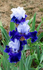 A close up of blue and white irises
