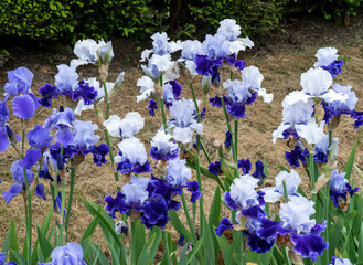A group of blue and  white  irises in full bloom
