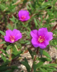 Portulaca Oleracea flowers, common purslane in Florida nature, closeup